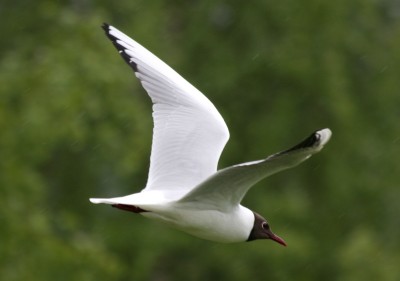 gryffon:I recently learned that the reason its common across all families of birds to have black or dark wingtips is due to the fact melanic keratin is stronger and more resistant to wear than light-colored keratin. The tip of the wing is crucial for