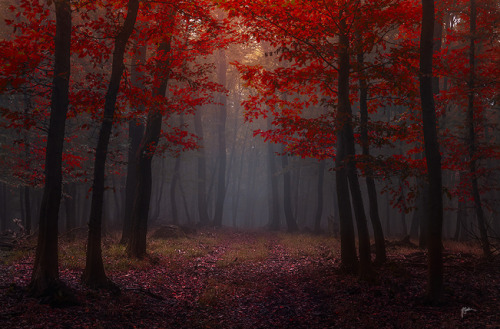 XXX l3link182:  » Janek Sedlar Photography  photo