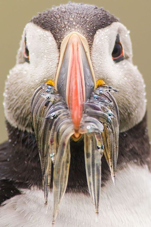 Porn photo natgeoyourshot:  Top Shot: Time to Eat  