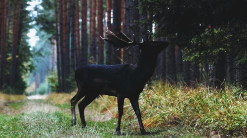 arcusxx:black fallow deer seen in the Barycz Valley - Landscape Park in Poland