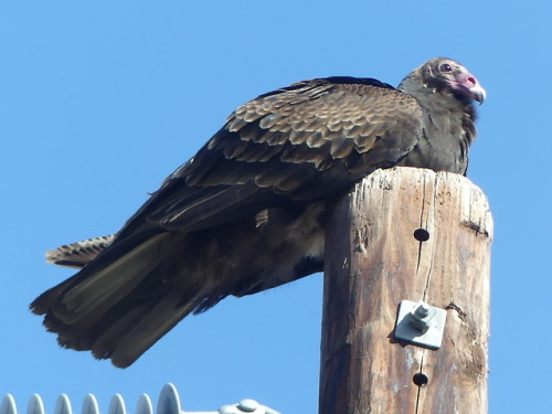 is-the-owl-vid-cute:dzamie:honeymushroom:Turkey Vulture, Cathartes auraA fine demonstration that vol