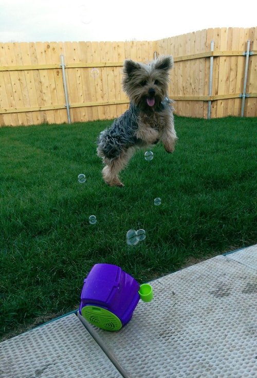 cute-overload:  My dog loves bubbleshttp://cute-overload.tumblr.com 