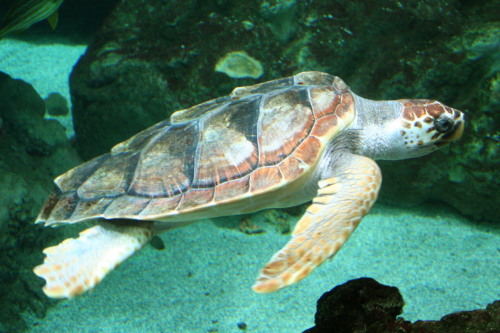 Loggerhead sea turtle (Caretta caretta)The loggerhead sea turtle is a species of oceanic turtle dist