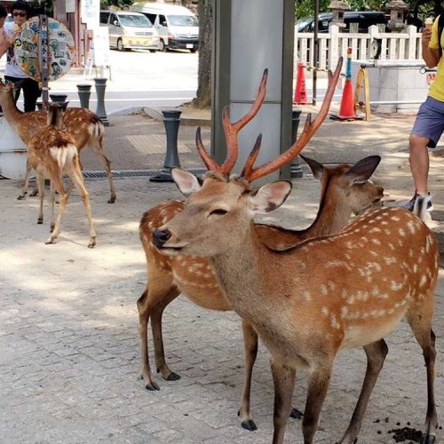 Nara park!!! #deers #wilddeers #japan #nara #narapark #tourist