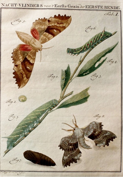 wapiti3: Insects of the Netherlands, illustrated from Life.  ; By Sepp, Jan Christiaan, 1739-18