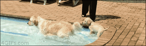 gif-guy:  http://gifini.com/