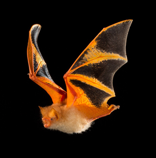 fiercebadrabbit:  audible-smiles:  end0skeletal:  Orange Painted Bat  a Halloween