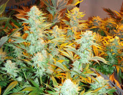 marijuanaforeveryone:  Ganja pics