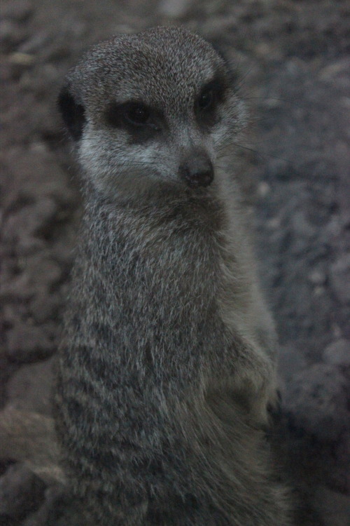 Meerkat :) they are so cute. 