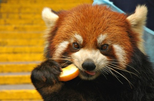 artfave:Cute red pandas