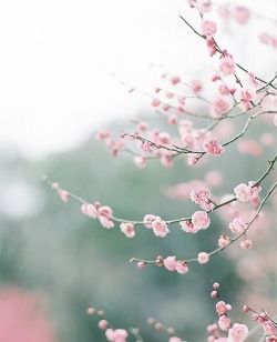 beauty-belleza-beaute-schoenheit:  Pink blossoms 