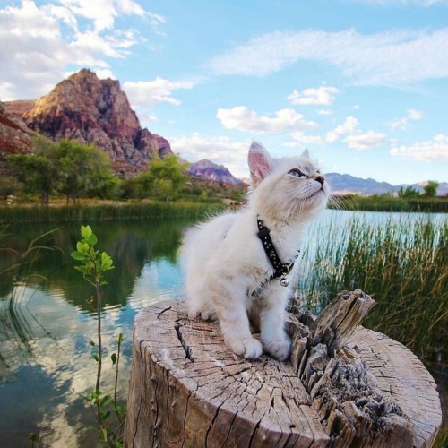 tselmc: Aww adventure kitty