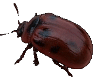 sloppydemon: transparent leaf beetle skittering across your blog
