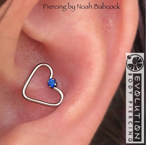 Fresh #conchpiercing with jewelry by #neometal and #evolutionmetalworks with a bit of custom bending