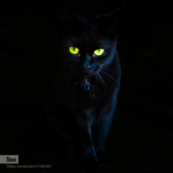 morethanphotography:  International Cat Day - The Mysterious Cat by PatrickFair