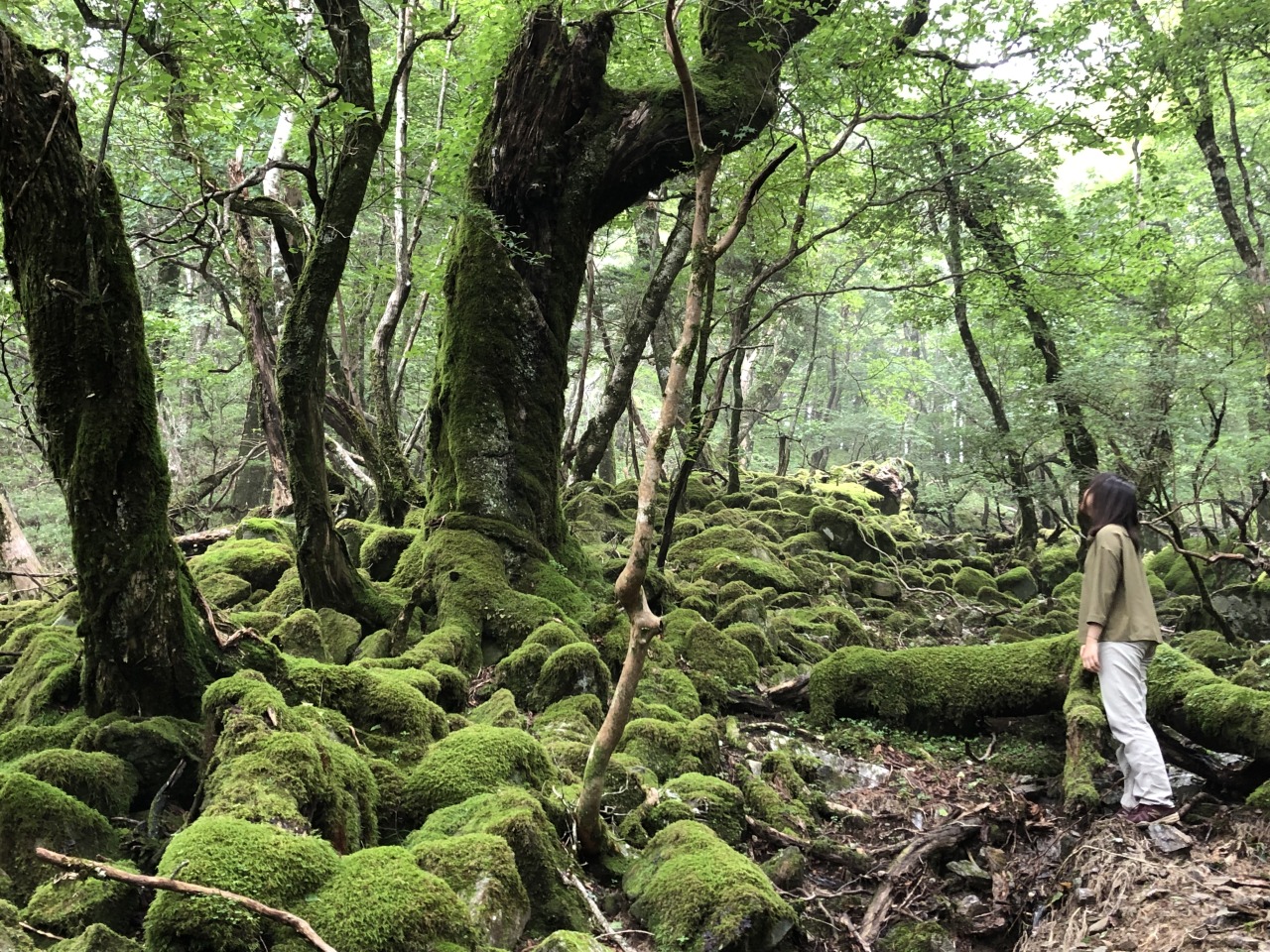 つるぎの苔の森ハイキングツアー Trip 四国の川の案内人