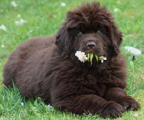 thecutestofthecute:  Newfies are really just big fluffy bears. 