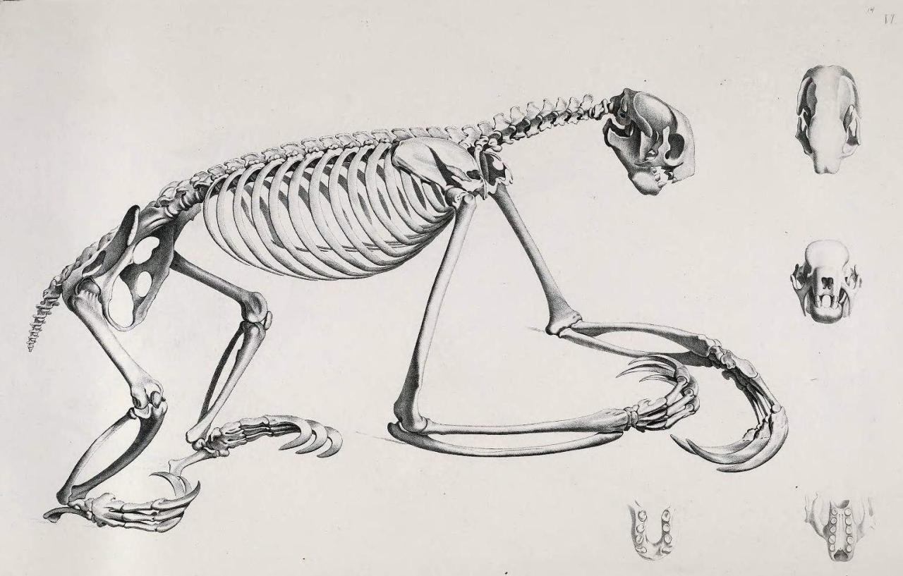 Biomedical Ephemera, or: A Frog for Your Boils — Top: Three-toed sloth  (Bradypus tridactylus)...