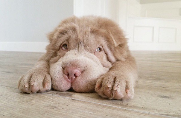 mymodernmet:  Meet Tonkey, an Adorable Shar-Pei Puppy That Looks Like a Cuddly Teddy