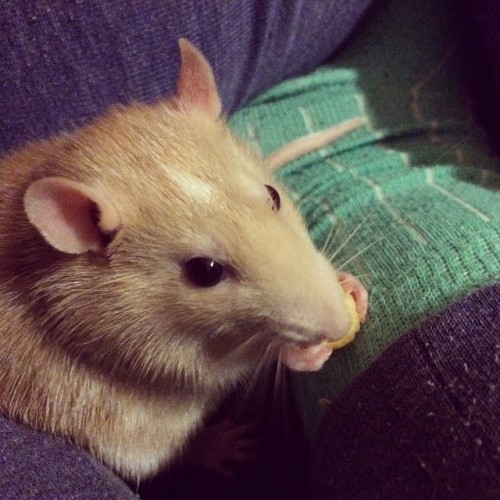 Butter having some noms! #rats #petrats #petsofinstagram #ratsofinstagram #fancyrats