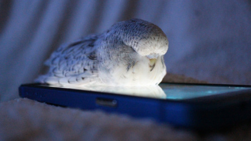 lilbudgies: Them damn kids these days, never get off their phones.