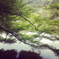 龍安寺 石庭