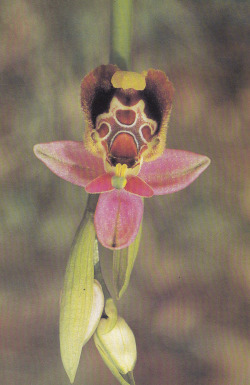 plant-scans:Bee-mimicry by the Late Spider OrchidLife on Earth, David Attenborough, 1979
