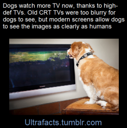 ultrafacts:    There is also a channel called DOGTV that has programming specifically for dogs. Just random nature scenes and bird noises. People calling for dogs and throwing balls. The color is a little off on purpose to conform to the dog’s different