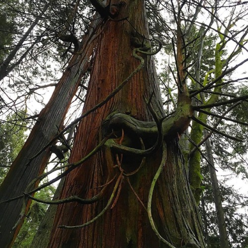#oldtree #treeporn #stanleypark www.instagram.com/p/BAqg5dKtThg/?utm_source=ig_tumblr_share&