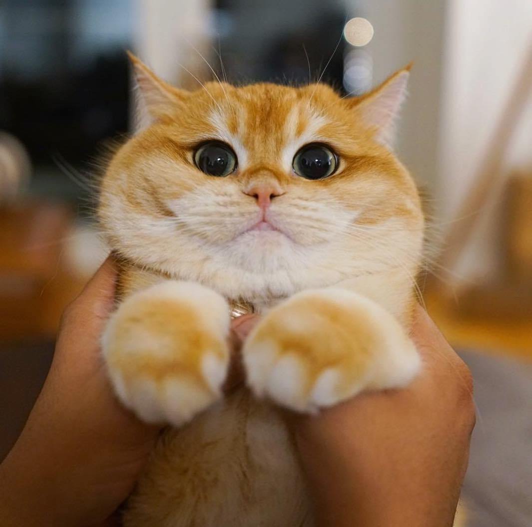 cat-lover-1001:  