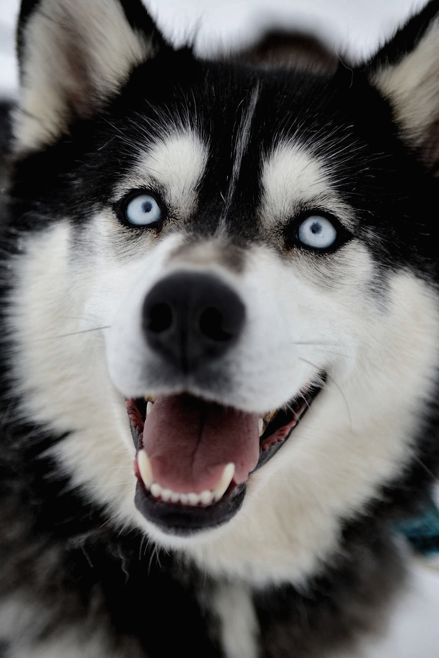 draftthemes: voices:  Sled Dog | Instagram | Facebook   High Quality, Free Tumblr