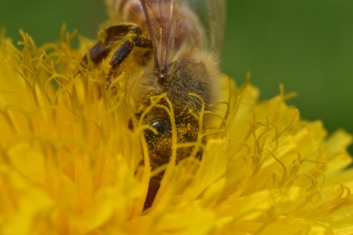 Beeeeeesssss!!!!