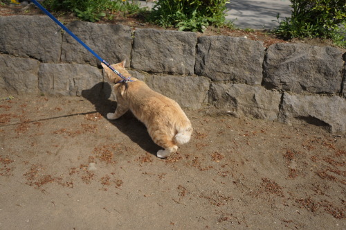 最近庭に出してみたらそれからすごく外に行きたがるので、思い切って公園に連れて行ったらもう警戒しまくりでずっと低い姿勢で歩いてました（笑）。もうちょいで車ってとこでなぜか砂にゴロンとしちゃって、結果シャ