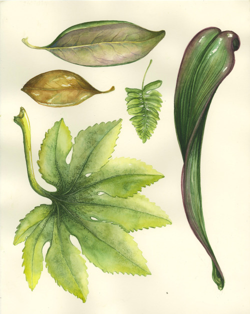 Leaf studies Watercolor