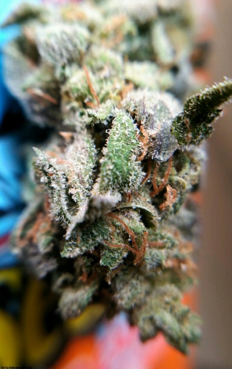 tristanemoffet:Purple Cheese