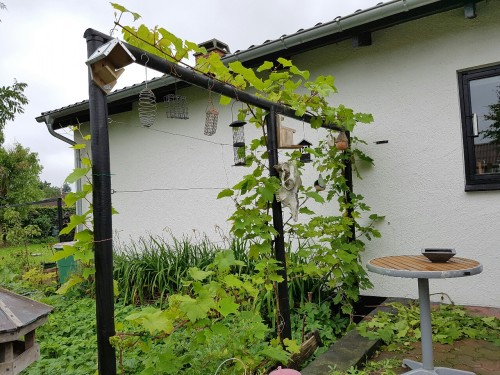 biodiverseed:The harvest is bountiful on the grape wall this year. I was told to prune the fruiting 