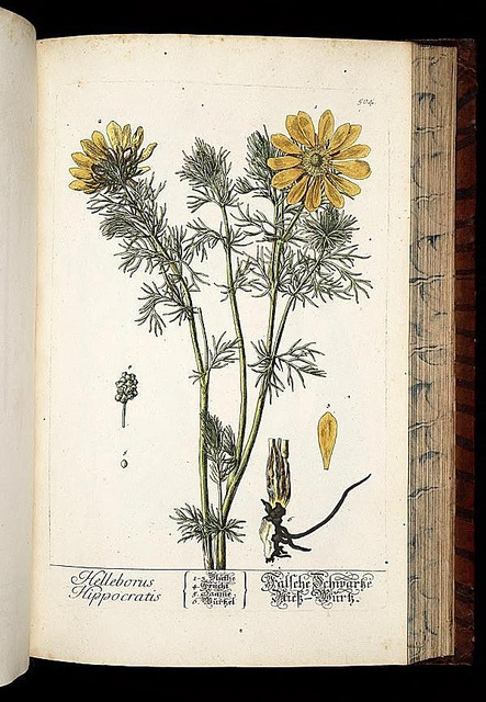 heaveninawildflower:  n389_w1150 by BioDivLibrary on Flickr. 