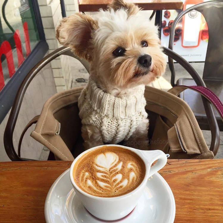 justyourwillpower:  mymodernmet:  Starving Stray Dog Is Rescued and Taken to Pet-Friendly