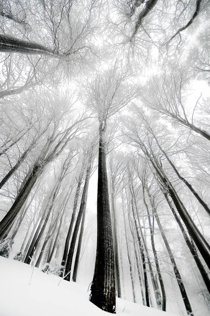 imickeyd:  Tomislav Veic - ICY FOREST 