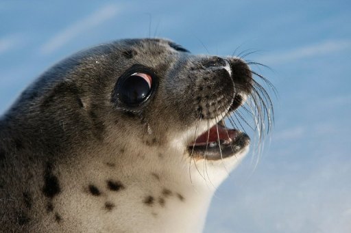 Sex Dumb Post About Leopard Seals pictures