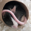 albas-a-new-witch