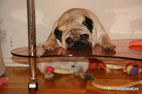 cazeyganguli:Cute Animals Looking Sad# 7 Life is Sometimes BoringIt simply terrible