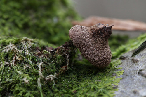 Stem of unidentified fungus. by miketaylor11 on Flickr.