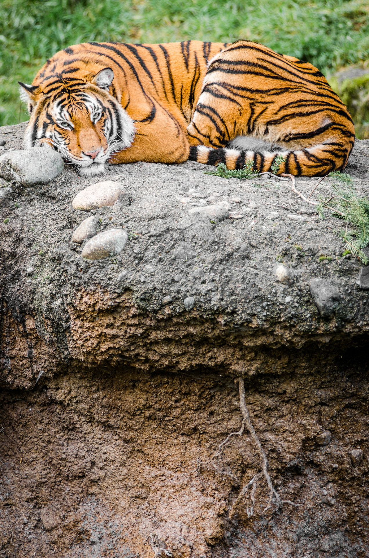 magicalnaturetour:   	Master of his Domain by William Doran    	Via Flickr: 	Tiger
