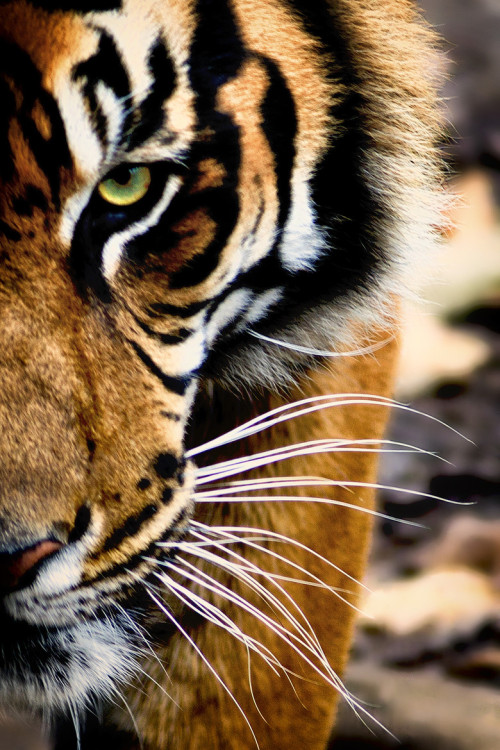 stvdy: Sumatran Tiger (Michael Deneau)