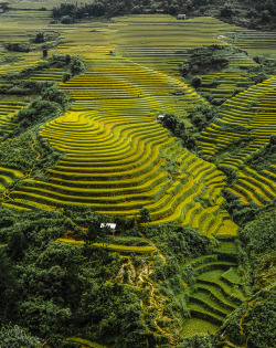 7000stars:  “Rice terraces” by FabVietnam Photography 