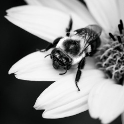 photoc4:  “Busy” Pollinating really takes