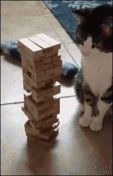 4gifs:  Common do it! Do it! What are you waiting for? Do it now! [video]