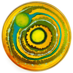 mothermishy:Petri dish art by Klari Reis. 