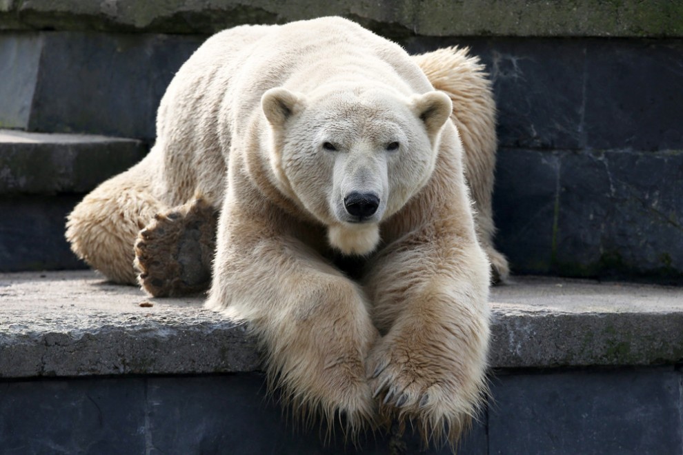 cute-dangerous:  Lars at Zoo Rostock in Germany, he is more known as Knut’s Dad
